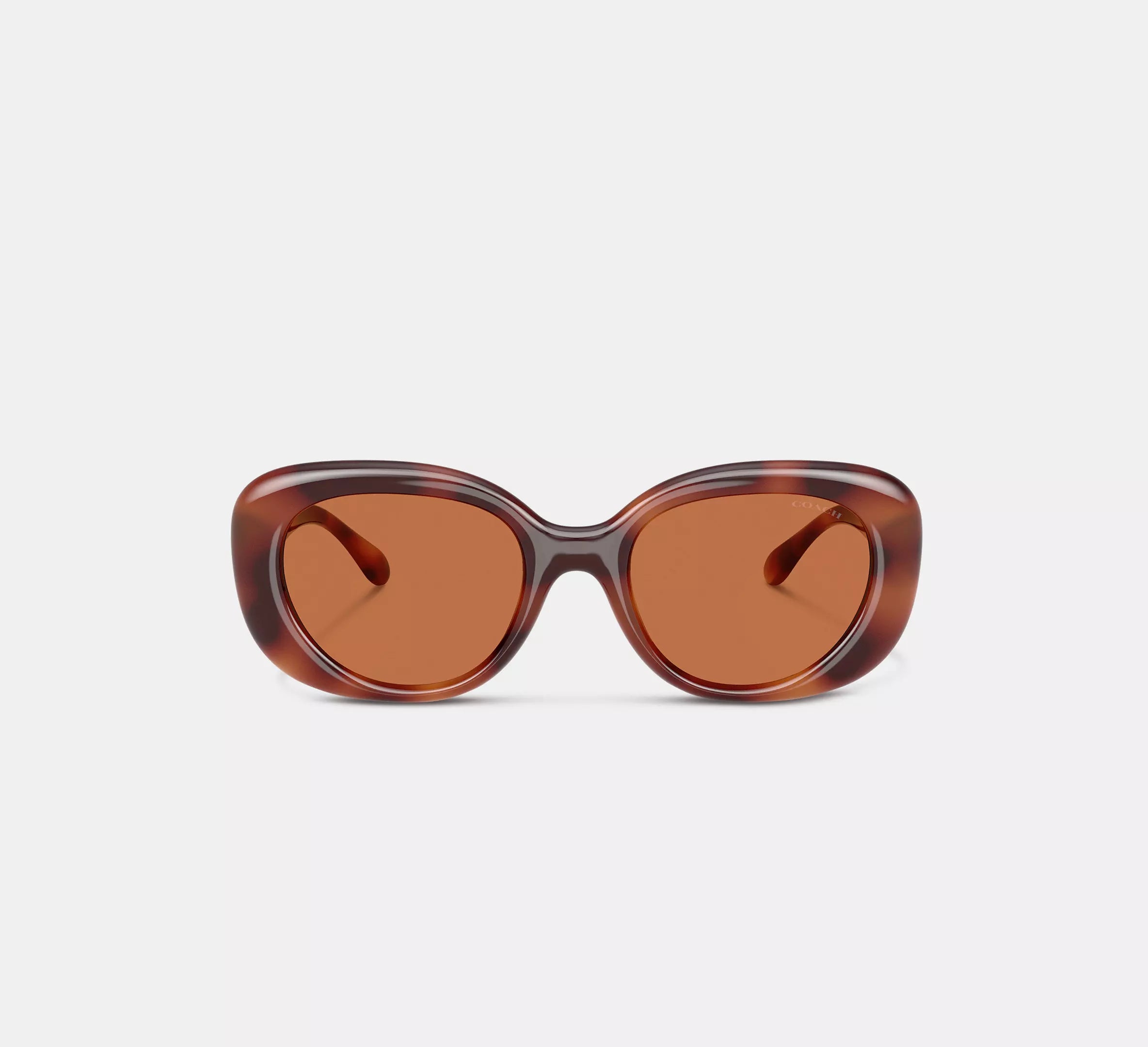 Tortoise Brown