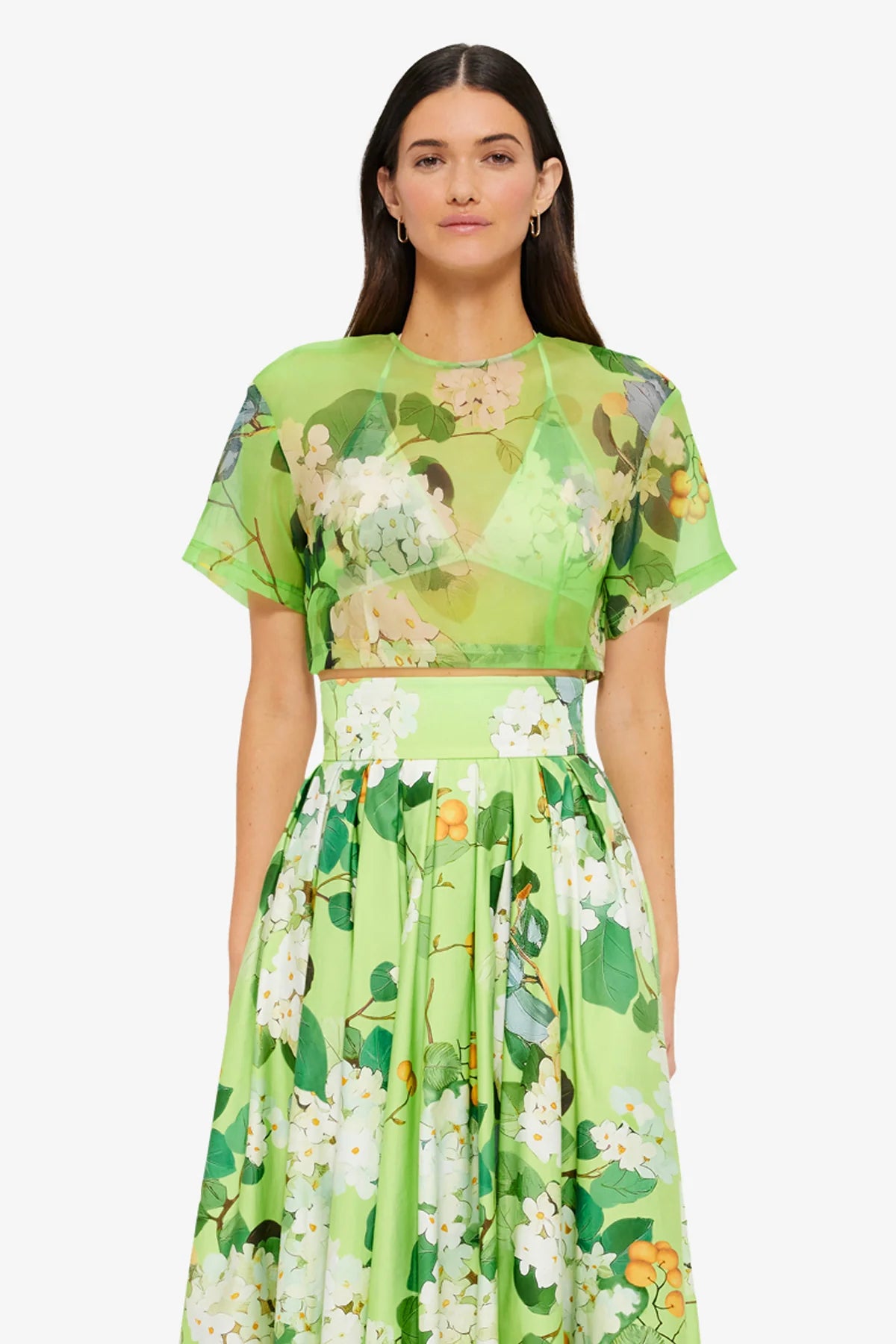 Hydrangea in Lime