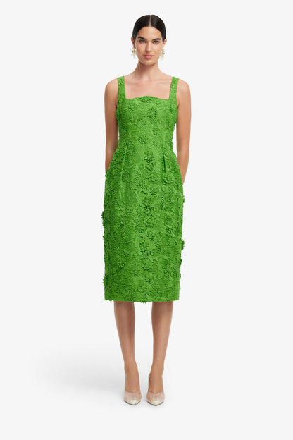 Fern
