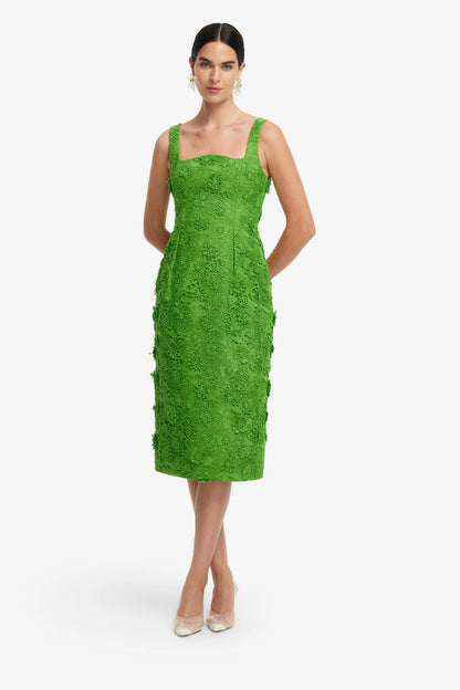 Fern