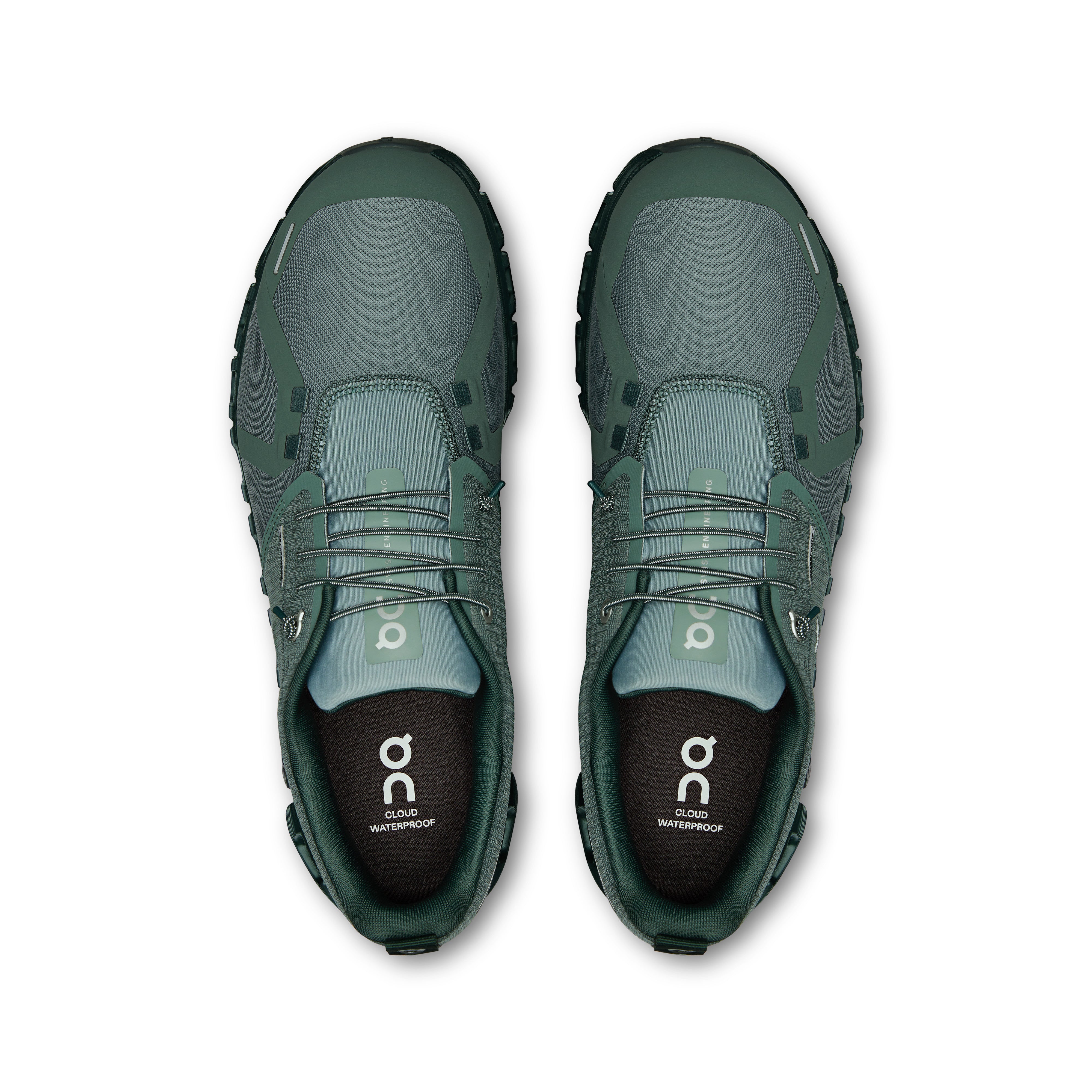 Olive | Evergreen